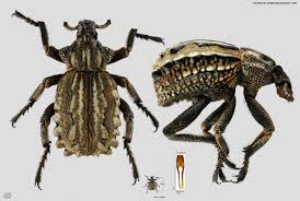 Image result for Brachycerus undatus