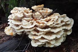 Attēlu rezultāti vaicājumam “Climacodon septentrionalis”