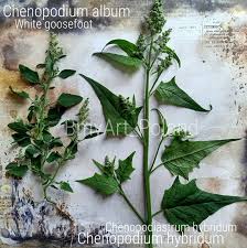 Attēlu rezultāti vaicājumam “Chenopodium album leaf”