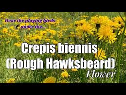Attēlu rezultāti vaicājumam “Crepis biennis”