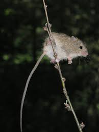 Attēlu rezultāti vaicājumam “Sicista betulina”