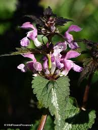 Attēlu rezultāti vaicājumam “Lamium maculatum flower”