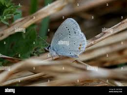 Attēlu rezultāti vaicājumam “Everes argiades”