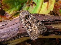 Attēlu rezultāti vaicājumam “Tholera decimalis male”