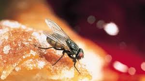 Attēlu rezultāti vaicājumam “Brachycera”