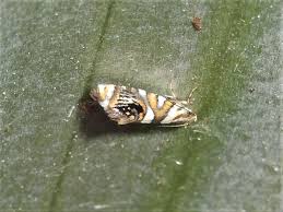 Attēlu rezultāti vaicājumam “Plutellidae”