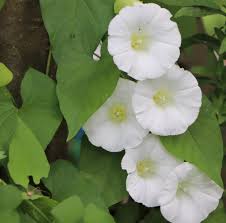Attēlu rezultāti vaicājumam “Calystegia inflata”