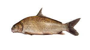 Image result for Carpiodes cyprinus