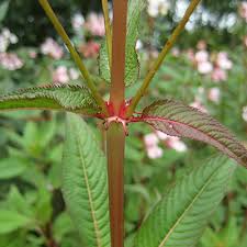 Attēlu rezultāti vaicājumam “Impatiens glandulifera leaf”