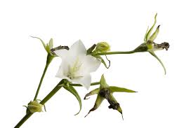 Attēlu rezultāti vaicājumam “Campanula persicifolia bud”