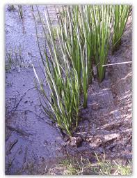 Attēlu rezultāti vaicājumam “Triglochin maritimum”