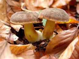 Attēlu rezultāti vaicājumam “Xerocomus pruinatus”