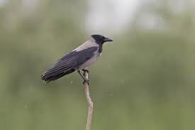 Attēlu rezultāti vaicājumam “Corvus cornix adult”