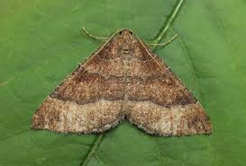 Attēlu rezultāti vaicājumam “Larentia clavaria”