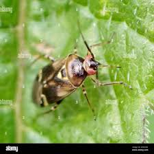 Attēlu rezultāti vaicājumam “Orthops basalis”