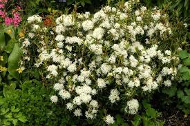 Attēlu rezultāti vaicājumam “Ledum palustre flower”