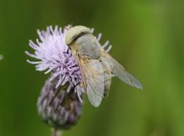 Attēlu rezultāti vaicājumam “Alloeotomus sp.”