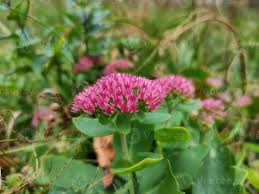 Attēlu rezultāti vaicājumam “Hylotelephium telephium”