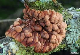 Attēlu rezultāti vaicājumam “Hypocreopsis lichenoides”