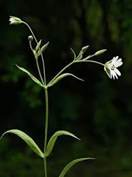 Attēlu rezultāti vaicājumam “Stellaria holostea flower”