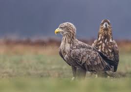 Attēlu rezultāti vaicājumam “Haliaeetus albicilla adult”