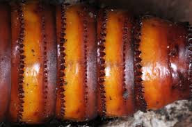 Attēlu rezultāti vaicājumam “Cossus cossus imago”