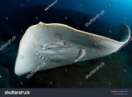 Image result for Gymnura altavela