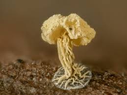 Attēlu rezultāti vaicājumam “Didymium xanthopus spores”