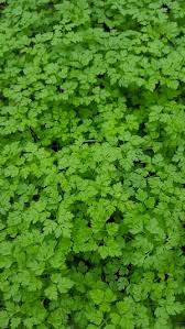 Image result for Anthriscus cerefolium