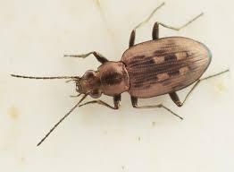 Attēlu rezultāti vaicājumam “Bembidion litorale”