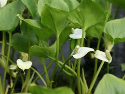 Attēlu rezultāti vaicājumam “Calla palustris leaf”