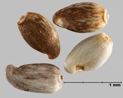 Attēlu rezultāti vaicājumam “Cribraria costata spores”