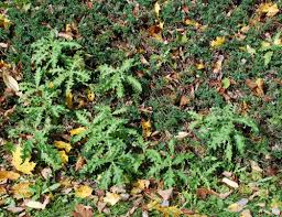 Attēlu rezultāti vaicājumam “Cirsium x rigens leaf”