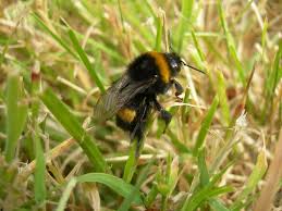 Attēlu rezultāti vaicājumam “Bombus terrestris”