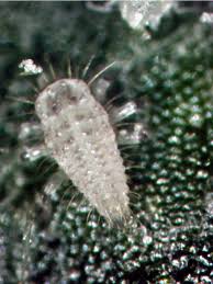 Attēlu rezultāti vaicājumam “Psyllobora vigintiduopunctata larva”