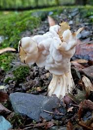 Attēlu rezultāti vaicājumam “Helvella crispa”