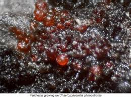 Attēlu rezultāti vaicājumam “Nectria episphaeria”