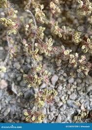 Attēlu rezultāti vaicājumam “Rumex thyrsiflorus”