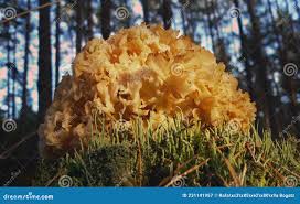 Attēlu rezultāti vaicājumam “Tremella foliacea”