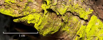 Attēlu rezultāti vaicājumam “Chrysothrix candelaris”