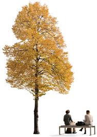 Attēlu rezultāti vaicājumam “Tilia tomentosa”