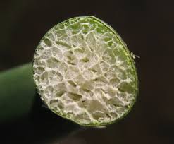 Attēlu rezultāti vaicājumam “Schoenoplectus lacustris subsp. glaucus bud”