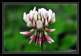 Attēlu rezultāti vaicājumam “Trifolium repens fruit”