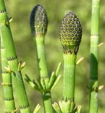 Attēlu rezultāti vaicājumam “Equisetum fluviatile”
