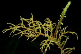 Attēlu rezultāti vaicājumam “Hylocomiastrum umbratum”