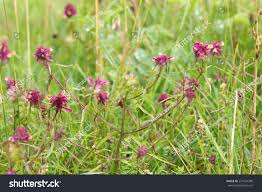Attēlu rezultāti vaicājumam “Melampyrum cristatum leaf”