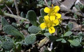 Image result for Alyssum diffusum