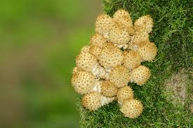 Attēlu rezultāti vaicājumam “Pholiota squarrosoides”