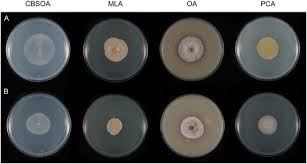 Attēlu rezultāti vaicājumam “Hyaloscypha hyalina”