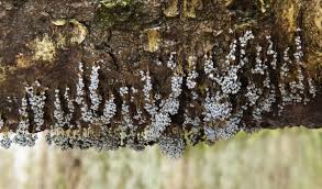 Attēlu rezultāti vaicājumam “Badhamia utricularis young”
